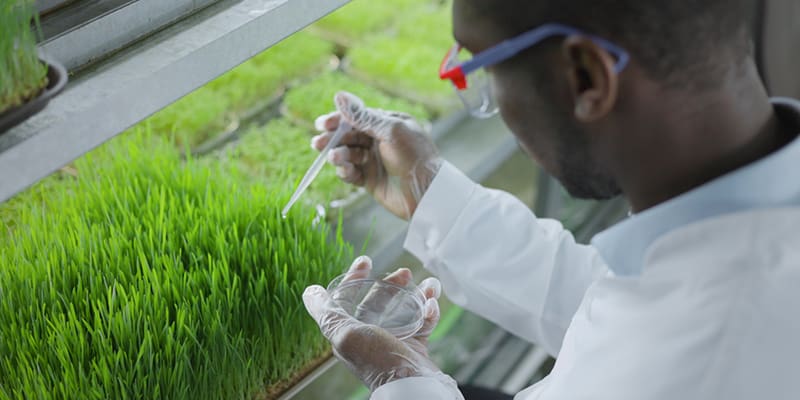 Bayer scientist carries out plant analysis